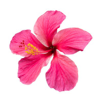 Cola de Caballo e Hibisco