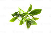 Té Verde